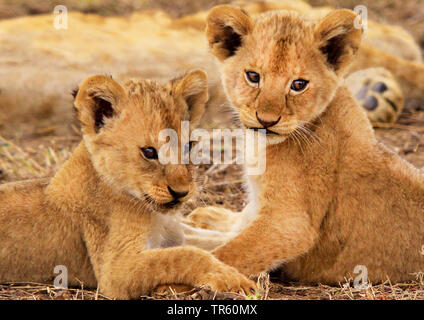 Lion (Panthera leo), due cuccioli di Lion Foto Stock