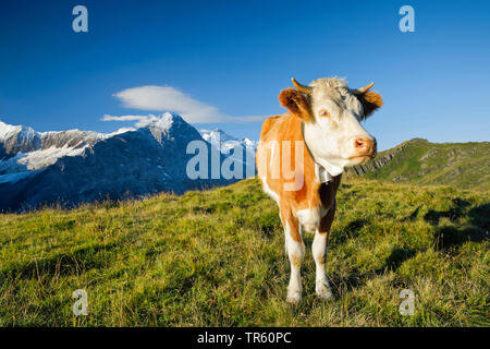 Gli animali domestici della specie bovina (Bos primigenius f. taurus), Fleckvieh in piedi su un pascolo alpino, Eiger, Moench e Jungfrau in background, Svizzera Oberland bernese Foto Stock