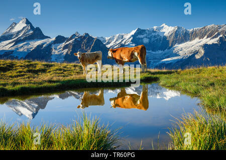 Gli animali domestici della specie bovina (Bos primigenius f. taurus), Fleckvieh presso un lago di montagna nelle Alpi Bernesi, Schreckhorn e Finsteraarhorn in background, Svizzera Foto Stock