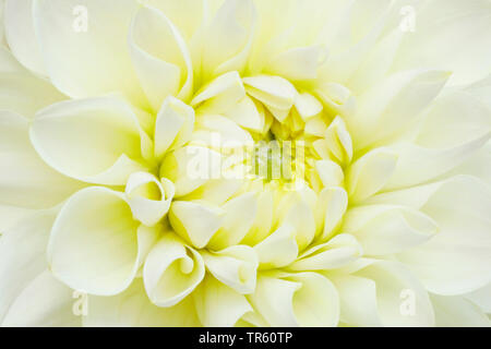 Georgina (Dahlia spec.), Georgina fiore Foto Stock