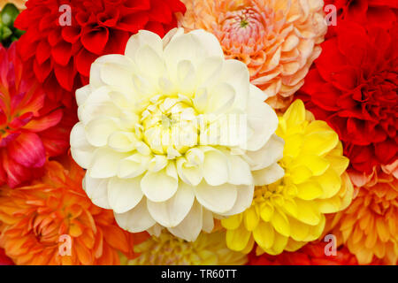 Georgina (Dahlia spec.), coulorful georginas, Svizzera Foto Stock