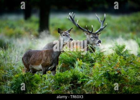 Il cervo (Cervus elaphus), coppia in piedi in una foresta, Svizzera Foto Stock