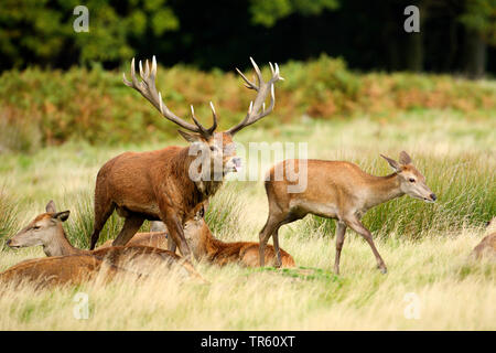 Il cervo (Cervus elaphus), flehming Red Deer cervo con Hind, Germania Foto Stock