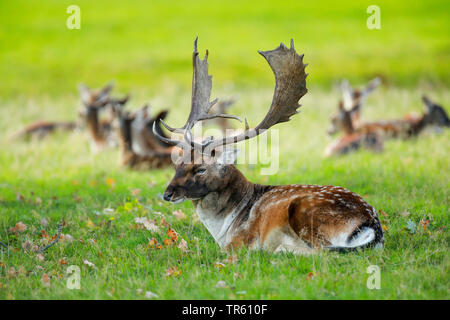 Daini (Dama Dama, Cervus dama), hart in appoggio con cerve in un prato, Regno Unito, Inghilterra, Richmond Park Foto Stock