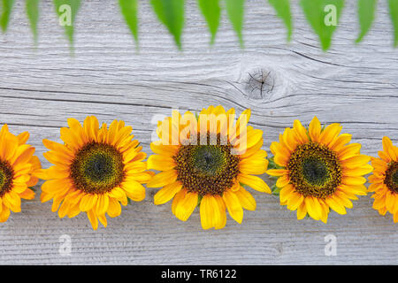 Comune di girasole (Helianthus annuus), fila di fiori di girasole su una tavola di legno Foto Stock