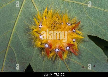 Sycamore tarma (Acronicta aceris), Caterpillar in difensiva pongono in corrispondenza di una foglia di quercia, Germania Foto Stock