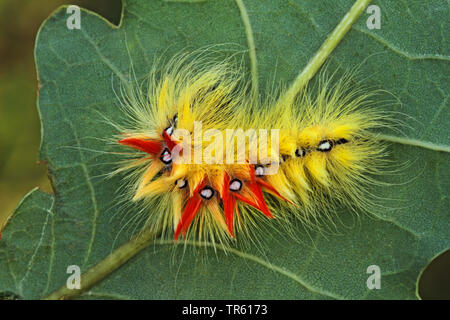 Sycamore tarma (Acronicta aceris), Caterpillar alimentando ad una quercia, vista da sopra, Germania Foto Stock