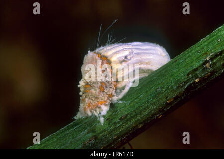 Cottony scala cuscino, scala scanalati (Icerya purchasi, Pericerya purchasi), su un germoglio, Germania Foto Stock