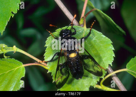 La betulla sawfly (Cimbex femoratus, Cimbex femorata), su foglie di betulla, Germania Foto Stock