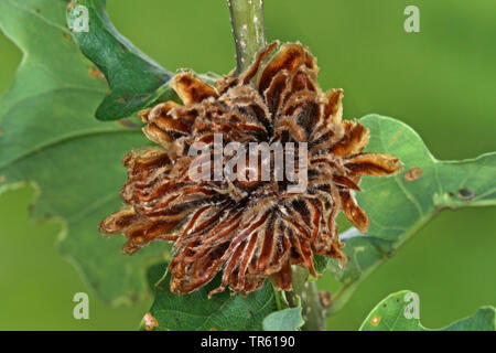 Carciofo Gall Wasp, larice cono cynipid gall, hop gall wasp (Andricus fecundator, Andricus foecundatrix), fiele in rovere, Germania Foto Stock