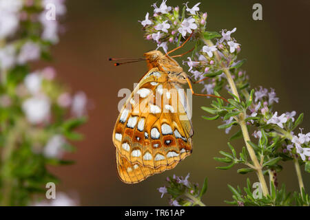 Alta fritillary marrone (Argynnis adippe, Fabriciana adippe), aspirando il nettare di fiori, vista laterale, Germania Foto Stock