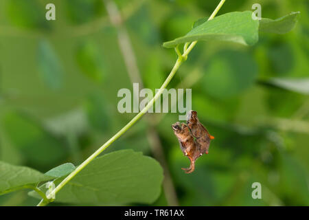 Bellezza lilla (Apeira syringaria, Hygrochroa syringaria, Pericallia syringaria), Caterpillar appesa ad un filo, vista laterale, Germania Foto Stock