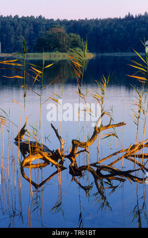 Il lago di Grosser Wurmsee presso sunrise, Germania, il Land Brandeburgo Foto Stock