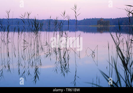 Il lago di Grosser Wurmsee presso sunrise, Germania, il Land Brandeburgo Foto Stock