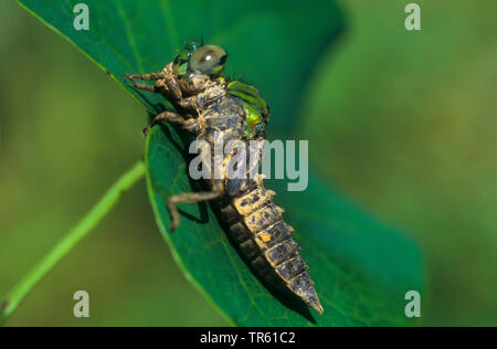 Libellula a serpentina, Verde Snaketail (Ophiogomphus serpentinus, Ophiogomphus cecilia), larva seduto su una foglia, vista laterale, Germania Foto Stock