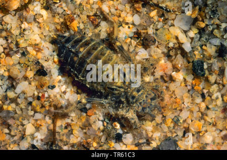 Libellula a serpentina, Verde Snaketail (Ophiogomphus serpentinus, Ophiogomphus cecilia), larva underater in sabbia, Germania Foto Stock