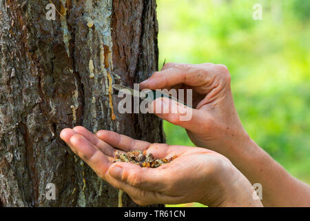 Pino silvestre, pino silvestre (Pinus sylvestris), resina di pino è raccolto dalla corteccia, Germania Foto Stock