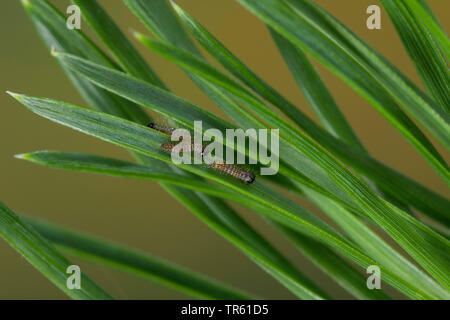 Archi di pino (Panthea variabilis), giovani bruchi alimentare a pino, vista da sopra, Germania Foto Stock