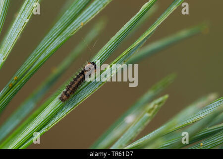 Archi di pino (Panthea variabilis), giovani alimentazione caterpillar a pino, vista da sopra, Germania Foto Stock