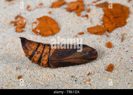 Elephant hawkmoth (Deilephila elpenor), pupa giacente nella sabbia, Germania Foto Stock