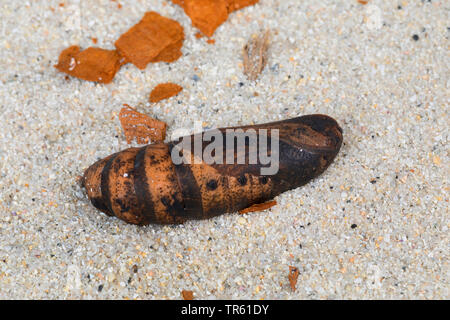 Elephant hawkmoth (Deilephila elpenor), pupa giacente nella sabbia, Germania Foto Stock