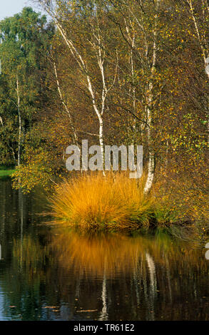 Moor stagno di Kaltenhofer Moor, Germania, Schleswig-Holstein Foto Stock