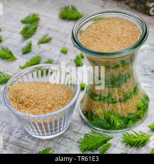 Abete (Picea abies), Maiwipferl-Sirup, selfmade Tosse Sciroppo di germogli di abete, Germania Foto Stock