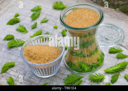 Abete (Picea abies), Maiwipferl-Sirup, selfmade Tosse Sciroppo di germogli di abete, Germania Foto Stock