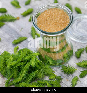 Abete (Picea abies), Maiwipferl-Sirup, selfmade Tosse Sciroppo di germogli di abete, Germania Foto Stock