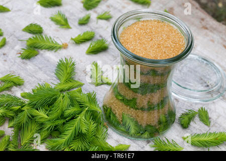 Abete (Picea abies), Maiwipferl-Sirup, selfmade Tosse Sciroppo di germogli di abete, Germania Foto Stock