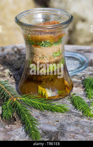 Abete (Picea abies), Maiwipferl-Sirup, selfmade Tosse Sciroppo di germogli di abete, Germania Foto Stock