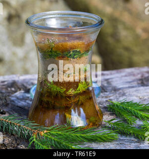 Abete (Picea abies), Maiwipferl-Sirup, selfmade Tosse Sciroppo di germogli di abete, Germania Foto Stock