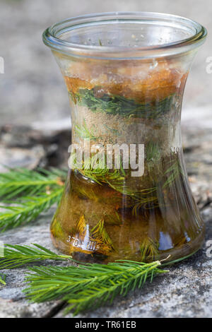 Abete (Picea abies), Maiwipferl-Sirup, selfmade Tosse Sciroppo di germogli di abete, Germania Foto Stock