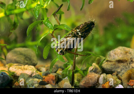 Comune, backswimmer backswimmer, notonectid, notonectids (Notonecta glauca), subacquea, lato del ventre, Germania Foto Stock