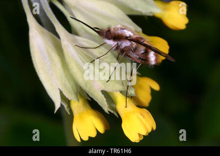 Grandi bee-fly (Bombylius major), seduti su fiori primerose, Germania Foto Stock