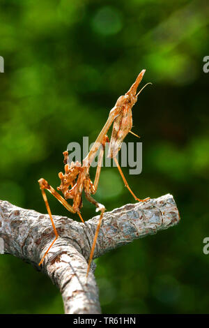Conehead Mantis (Empusa pennata), ninfa presso una filiale, vista laterale Foto Stock