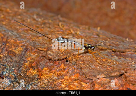 Ichneumon gigante, Sabre Wasp, Grandi ichneumon wasp (Rhyssa persuasoria), femmina con ovipositor su legno, Germania Foto Stock