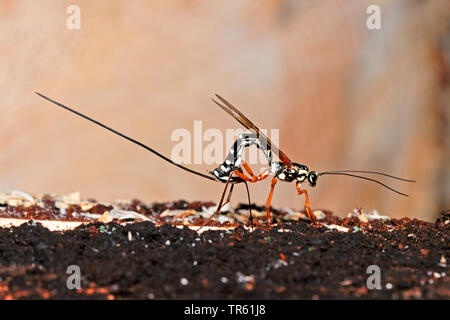 Ichneumon gigante, Sabre Wasp, Grandi ichneumon wasp (Rhyssa persuasoria), femmina con ovipositor su legno, Germania Foto Stock