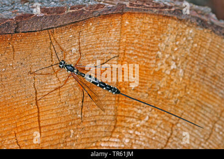 Ichneumon gigante, Sabre Wasp, Grandi ichneumon wasp (Rhyssa persuasoria), femmina con ovipositor su legno, Germania Foto Stock