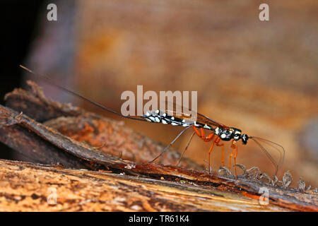 Ichneumon gigante, Sabre Wasp, Grandi ichneumon wasp (Rhyssa persuasoria), femmina con ovipositor su legno, Germania Foto Stock