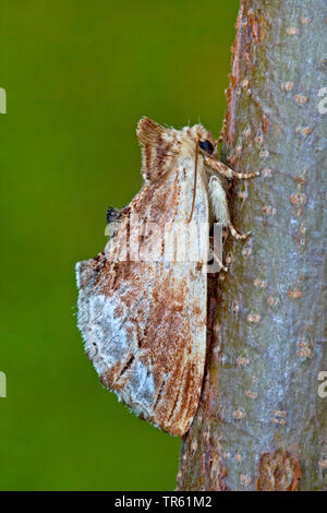 Coxcomb prominente (Ptilodon capucina, Lophopteryx capucina), seduti a un ramo, vista laterale, Germania Foto Stock