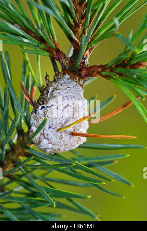 Resina di pino-gall Tarma (Retinia resinella, Petrova resinella, Evetria resinella), fiele a pino, Germania Foto Stock