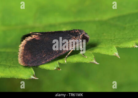 Bagworm comune (Psiche casta), seduta su una foglia, Germania Foto Stock