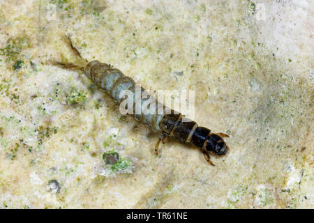 Caddisfly Hydropsyche (spec.), larva, vista da sopra, Germania Foto Stock