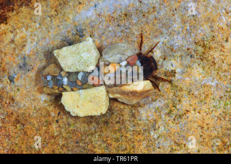 Caddisfly (Silo nigricornis), larve nel suo caso di sabbia e piccoli sassi, Germania Foto Stock