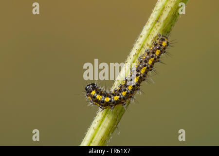 Scarlet tiger (Callimorpha dominula, Panaxia dominula), giovani caterpillar a uno stelo, Germania Foto Stock