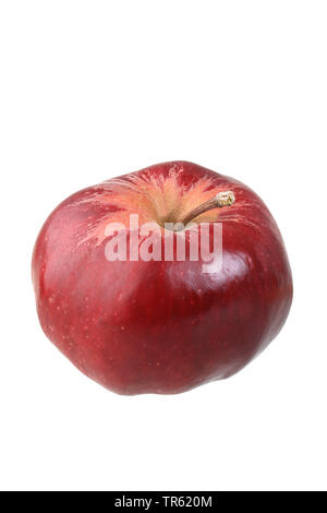 Apple (Malus domestica, Roter Herbstkalvill), Apple di cultivar Roter Herbstkalvill, ritaglio Foto Stock