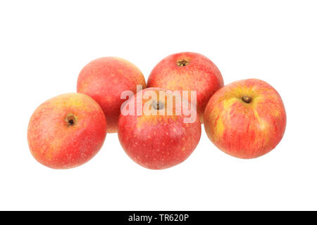 Apple (Malus domestica, Rheinischer Bohnapfel), Apple di cultivar Rheinischer Bohnapfel, ritaglio Foto Stock