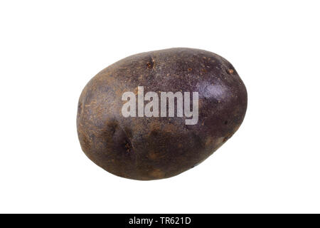 Patata (solanum tuberosum Vitelotte), patata di cultivar Vitelotte, ritaglio Foto Stock