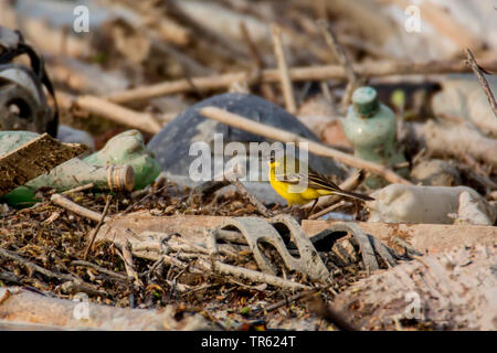 Wagtail giallo (Motacilla flava), camminando sul flotsam e spazzatura in un fiume, Austria, Tirolo Foto Stock